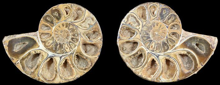 Cut & Polished, Agatized Ammonite Fossil - Jurassic #53836